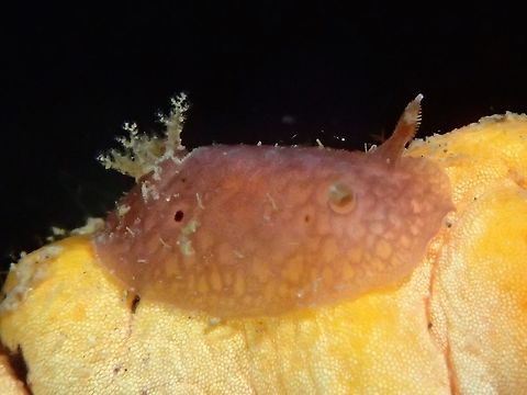 Nudibranch - Thordisa albomacula This Thordisa albomacula Nudibranch is small in size, around 1 cm, a juvenile.  The colouration is a bit pinkish and translucent. Anilao,Batangas,Geotagged,Nudibranch,Philippines,Summer,Thordisa albomacula