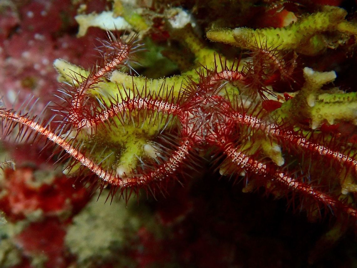 Brittle Star - Ophiothrix purpurea Brittle Star - Ophiothrix sp are Echinoderms, similar to Starfish.  Most of them have 5 arms, and with Brittle Stars, the arms are &#039;hairy&#039; or spiky.  They have the ability to regenerate their arms should the arm be lost. Anilao,Batangas,Brittle Star,Dark Red-Spined Brittle Star,Geotagged,Ophiothrix purpurea,Philippines,Summer