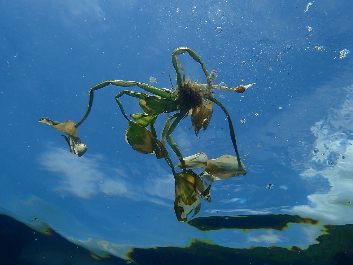 Common Water Hyacinth - Eichhornia crassipes The Common Water Hyacinth - Eichhornia crassipes is an invasive aquatic plants to Philippines.  They are not supposed to do well in salt water but in recent years, they can be seen in good numbers along the coast.  In fresh water lake, they have become a problem.<br />
<br />
This picture was taken from underwater as a bunch of them floats in the sea near a dive site I was diving at. Anilao,Batangas,Common Water Hyacinth,Eichhornia crassipes,Geotagged,Philippines,Plant,Summer,Water Hyacinth