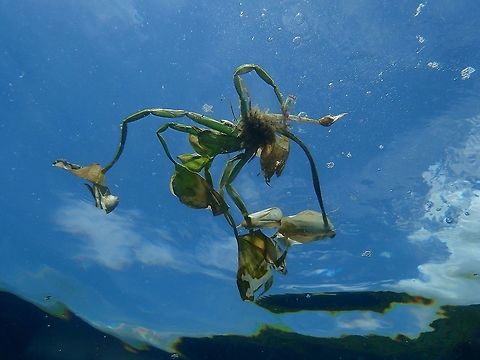 Common Water Hyacinth - Eichhornia crassipes The Common Water Hyacinth - Eichhornia crassipes is an invasive aquatic plants to Philippines.  They are not supposed to do well in salt water but in recent years, they can be seen in good numbers along the coast.  In fresh water lake, they have become a problem.

This picture was taken from underwater as a bunch of them floats in the sea near a dive site I was diving at. Anilao,Batangas,Common Water Hyacinth,Eichhornia crassipes,Geotagged,Philippines,Plant,Summer,Water Hyacinth