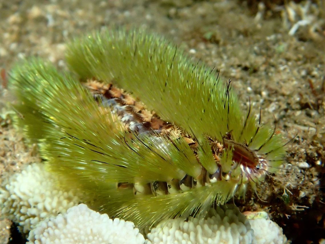 Don't Touch Me! This Bristle Worm is also known as Fire Worm for the &#039;fire stings&#039; that they gives from their bristle/setae.  They are polychaete worms, belonging to the genus Chloeia.<br />
<br />
Members of this genus are morphologically characterized by an elliptical body composed of certain number of segments, depending on the species, with external gills situated on both lateral sides of the back, each segment has a pair of them. Their number and repartition also depends on the species. Lateral sides of the body are cover with fin, sharp and venomous whitish calcareous bristles or setae. Adults of this genus are often colorful especially on the dorsum. Anilao,Batangas,Bristle Worm,Chloeia,Chloeia sp,Fire Worm,Geotagged,Philippines,Summer