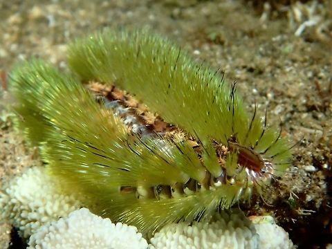 Don't Touch Me! This Bristle Worm is also known as Fire Worm for the 'fire stings' that they gives from their bristle/setae.  They are polychaete worms, belonging to the genus Chloeia.

Members of this genus are morphologically characterized by an elliptical body composed of certain number of segments, depending on the species, with external gills situated on both lateral sides of the back, each segment has a pair of them. Their number and repartition also depends on the species. Lateral sides of the body are cover with fin, sharp and venomous whitish calcareous bristles or setae. Adults of this genus are often colorful especially on the dorsum. Anilao,Batangas,Bristle Worm,Chloeia,Chloeia sp,Fire Worm,Geotagged,Philippines,Summer