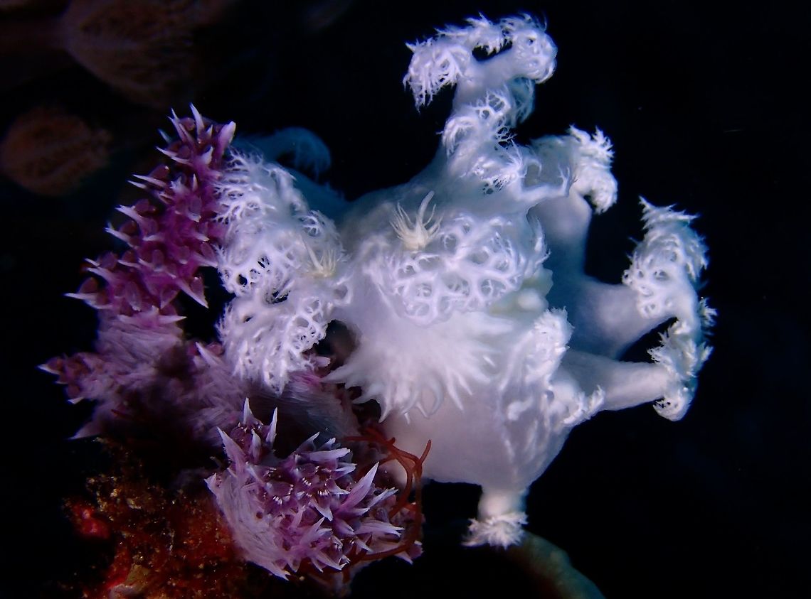 Snow White This Tritoniopsis elegans Nudibranch is completely white in colour with dendritic (branching) cerata that makes it looks like soft corals.  It was found on the soft corals that it was feeding on. Cebu,Geotagged,Malapascua,Nudibranch,Philippines,Summer,Tritoniopsis elegans