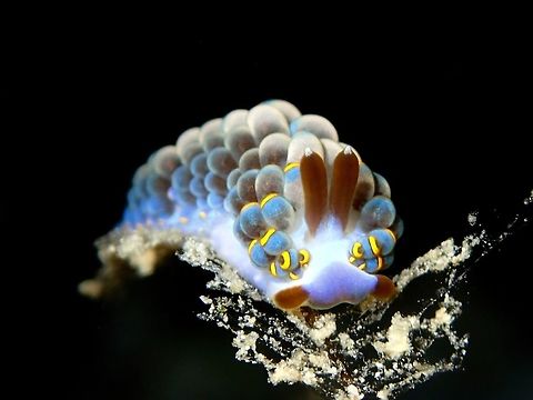 Floating This Aeolid Nudibranch has been mis-identified many times as Cuthona yamasui, with the genus also wrongly placed, and now updated to the genus Tenellia. Tenellia was a small genus until a DNA phylogeny of the former family Tergipedidae resulted in most species of Cuthona being transferred to this genus.

This picture is of a yet to be described Tenellia species. It has brown oral tentacles and rhinopores with white spot on the tip of its rhinopores. Its cerata are blue in colour with yellow/gold band and brown borders on the yellow band.  This Aeolid Nudibranch feeds on Hydroids, which it is resting on, but covered with sands.

Update, species newly described in 2024 as Tenellia bughaw


 Cebu,Geotagged,Malapascua,Nudibranch,Philippines,Summer,Tenellia,Tenellia bughaw