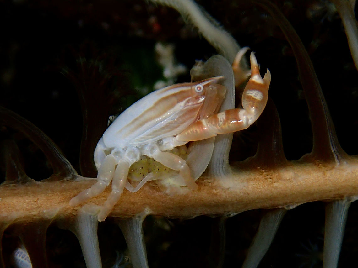 Porcelain Crab - Porcellanella triloba This Porcelain Crab lives on a Sea Pen and usually hides well among them.  They are more visible at night time when they come out to the open to feeds.<br />
<br />
This picture taken during a night dive with the crab trying to catch floating preys.  She is carrying eggs. Cebu,Crab,Geotagged,Malapascua,Philippines,Porcelain Crab,Porcellanella triloba,Summer