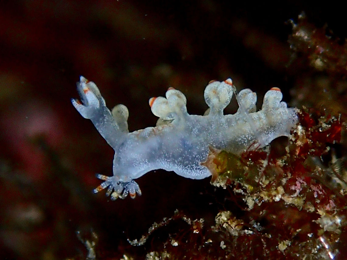 Nudibranch - Bornella stellifer This Nudibranch was very small in size, around 10 mm, possibly a juvenile of Bornella stellifer. The body is all white/translucent with a brown/orange band near the tip of its cerata. Its oral tentacle also has brown/orange bands.<br />
 Bornella stellifer,Cebu,Geotagged,Malapascua,Nudibranch,Philippines,Summer