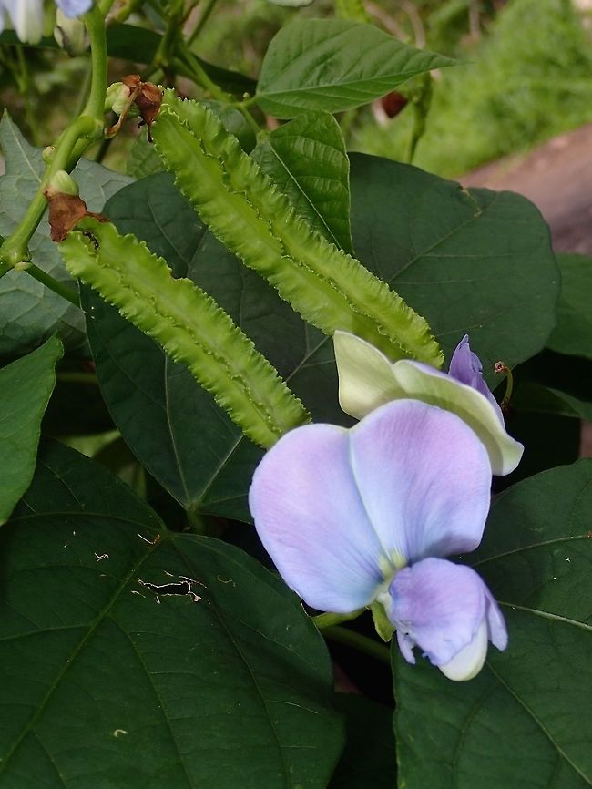 Winged Beans & Flowers Winged Beans - Psophocarpus tetragonolobus, also known as Goa Bean and Four-angled Bean is a native plant from New Guinea but is widely cultivated in various parts of South East Asia and also Tropical Africa.  It is an edible plant with high nutrition and all parts of the plant is edible - leafs can eaten like spinach, flowers can be used in salad and tubers/beans can be eaten raw or cooked. Albay,Fall,Geotagged,Philippines,Psophocarpus tetragonolobus,Winged bean