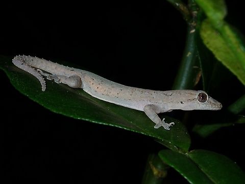 Common House Gekko - Hemidactylus frenatus Saw this Common House Gekko - Hemidactylus frenatus in a forested area and was hoping that this could be a Pseudogekko (False Gekkos are only found in the Philippines), unfortunately it is not.  The spikes on its tail give it away. Albay,Common house gecko,Fall,Gekko,Geotagged,Hemidactylus frenatus,Philippines
