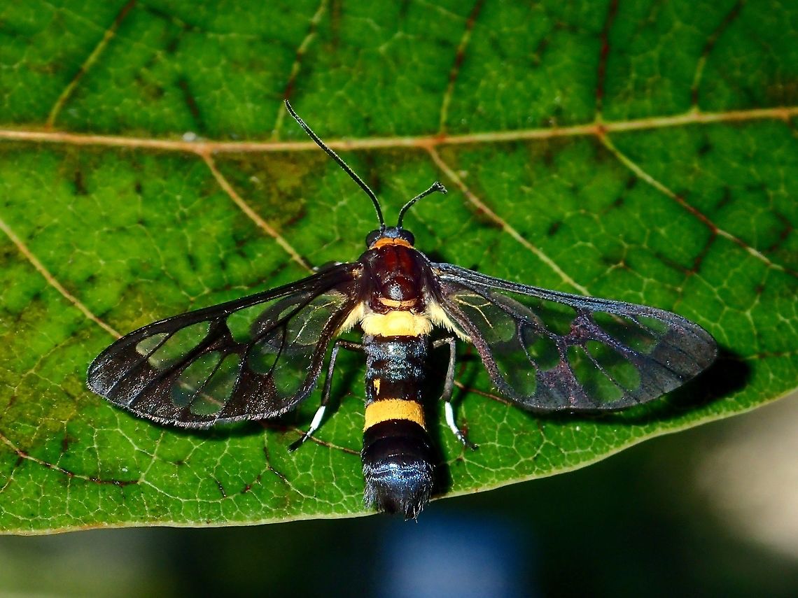 Moth Small Moth with clear wings and 2 yellow bands on its abdomen, probably mimicking a wasp. Clear Wings,Geotagged,Handmaiden moth,Malaysia,Moth,Penang,Summer,Syntomoides imaon,Tanjung Bungah,Wasp Moth