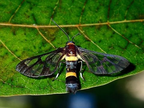 Moth Small Moth with clear wings and 2 yellow bands on its abdomen, probably mimicking a wasp. Clear Wings,Geotagged,Handmaiden moth,Malaysia,Moth,Penang,Summer,Syntomoides imaon,Tanjung Bungah,Wasp Moth