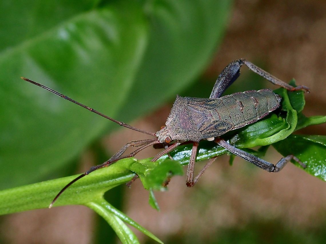 Leaf-Footed Bug - Mictis longicornis Leaf-Footed Bug, seen in the garden. Bug,Geotagged,Leaf-Footed Bug,Malaysia,Mictis longicornis,Penang,Summer