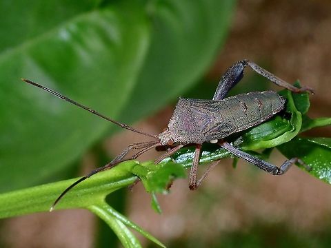 Leaf-Footed Bug - Mictis longicornis Leaf-Footed Bug, seen in the garden. Bug,Geotagged,Leaf-Footed Bug,Malaysia,Mictis longicornis,Penang,Summer