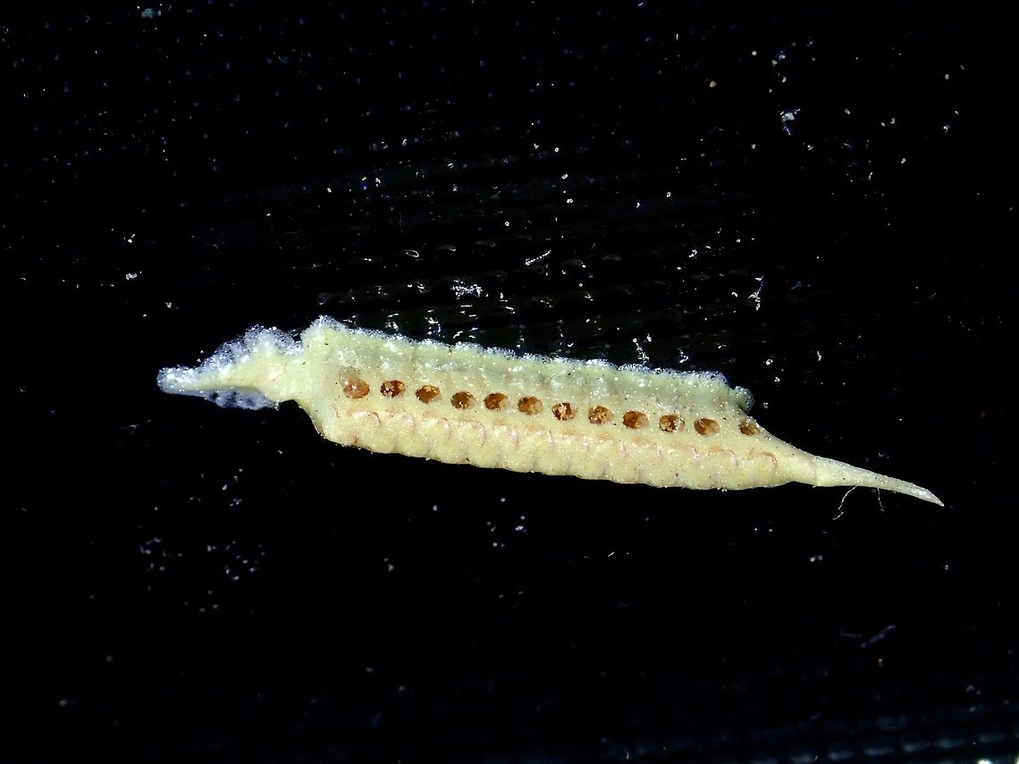 Ootheca Ootheca, egg mass of Praying Mantis.<br />
This was laid on the glass window at my brother's house.  Also found another similar one laid on the garden's wall.<br />
Kind of strange as I would expect the Ootheca to be laid among the trees/plants/leafs/branches.<br />
<br />
Small in size, around 1 cm length. Geotagged,Malaysia,Ootheca,Penang,Praying Mantis,Summer