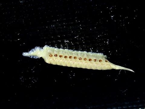 Ootheca Ootheca, egg mass of Praying Mantis.
This was laid on the glass window at my brother's house.  Also found another similar one laid on the garden's wall.
Kind of strange as I would expect the Ootheca to be laid among the trees/plants/leafs/branches.

Small in size, around 1 cm length. Geotagged,Malaysia,Ootheca,Penang,Praying Mantis,Summer