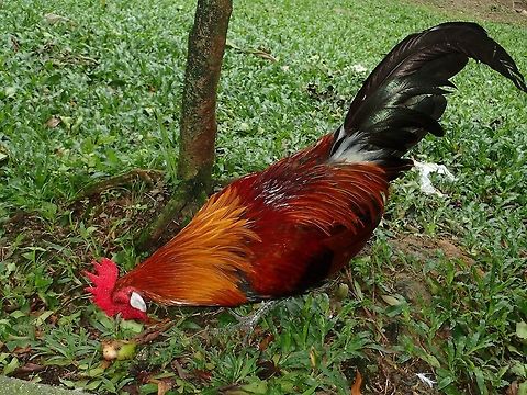 Red Jungle Fowl - Gallus gallus Red Jungle Fowl - Gallus gallus seen at KL Bird Park. Gallus gallus,Geotagged,Kuala Lumpur,Malaysia,Red junglefowl,Summer
