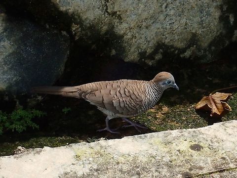 Zebra Dove - Geopelia striata Zebra Dove - Geopelia striata, quite a common bird around Malaysia with some locals (mostly Malays) keeping them as pets. Bird,Geopelia striata,Geotagged,Kuala Lumpur,Malaysia,Summer,Zebra dove