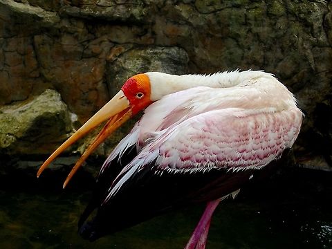 Yellow-Billed Stork - Mycteria ibis Seen at KL Bird Park Geotagged,Malaysia,Mycteria ibis,Summer,Yellow-billed Stork
