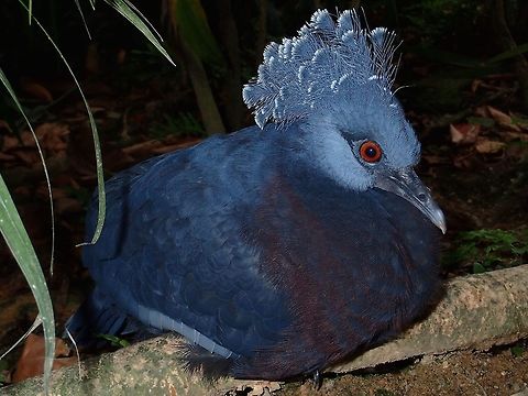 Victoria Crowned Pigeon - Goura victoria Victoria Crowned Pigeon - Goura victoria, seen at KL Bird Park Geotagged,Goura victoria,Kuala Lumpur,Malaysia,Summer,Victoria Crowned Pigeon