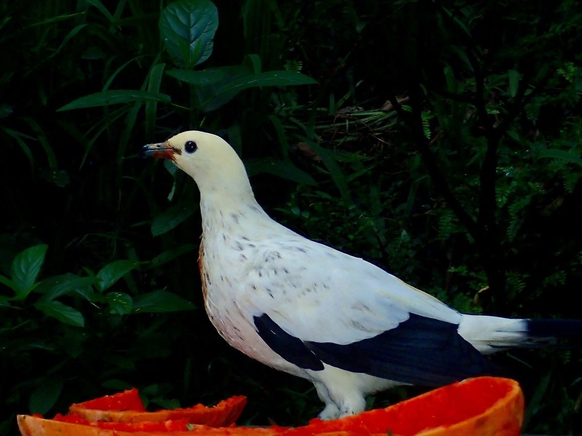 Pied Imperial Pigeon - Duculu bicolor Pied Imperial Pigeon - Duculu bicolor, seen at KL Bird Park Bird,Ducula bicolor,Geotagged,Kuala Lumpur,Malaysia,Pied imperial pigeon,Pigeon,Summer