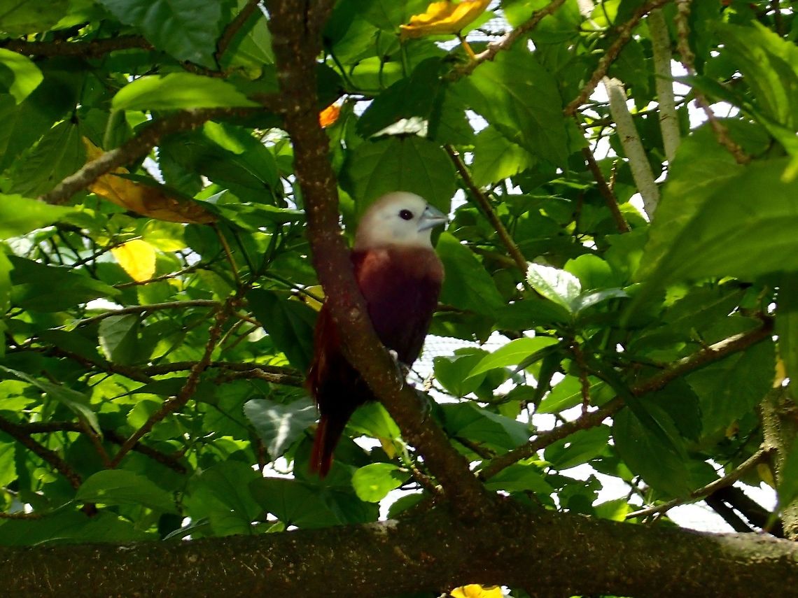 White-Headed Munia - Lonchura maja White-Headed Munia - Lonchura maja, seen at KL Bird Park Bird,Geotagged,Kuala Lumpur,Lonchura maja,Malaysia,Munia,Summer,White-headed munia