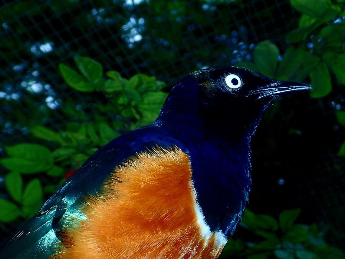 Superb Starling - Lamprotornis superbus Superb Starling - Lamprotornis superbus, seen at KL Bird Park Bird,Geotagged,Kuala Lumpur,Lamprotornis superbus,Malaysia,Starling,Summer,Superb Starling