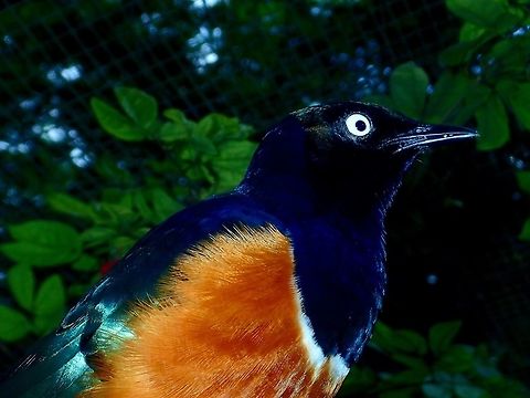 Superb Starling - Lamprotornis superbus Superb Starling - Lamprotornis superbus, seen at KL Bird Park Bird,Geotagged,Kuala Lumpur,Lamprotornis superbus,Malaysia,Starling,Summer,Superb Starling