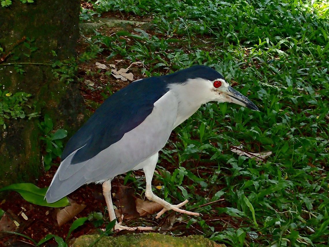 Black-Crowned Night Heron - Nycticorax nycticorax Black-Crowned Night Heron - Nycticorax nycticorax, seen at KL Bird Park Bird,Black-crowned night heron,Geotagged,Heron,Kuala Lumpur,Malaysia,Nycticorax nycticorax,Summer