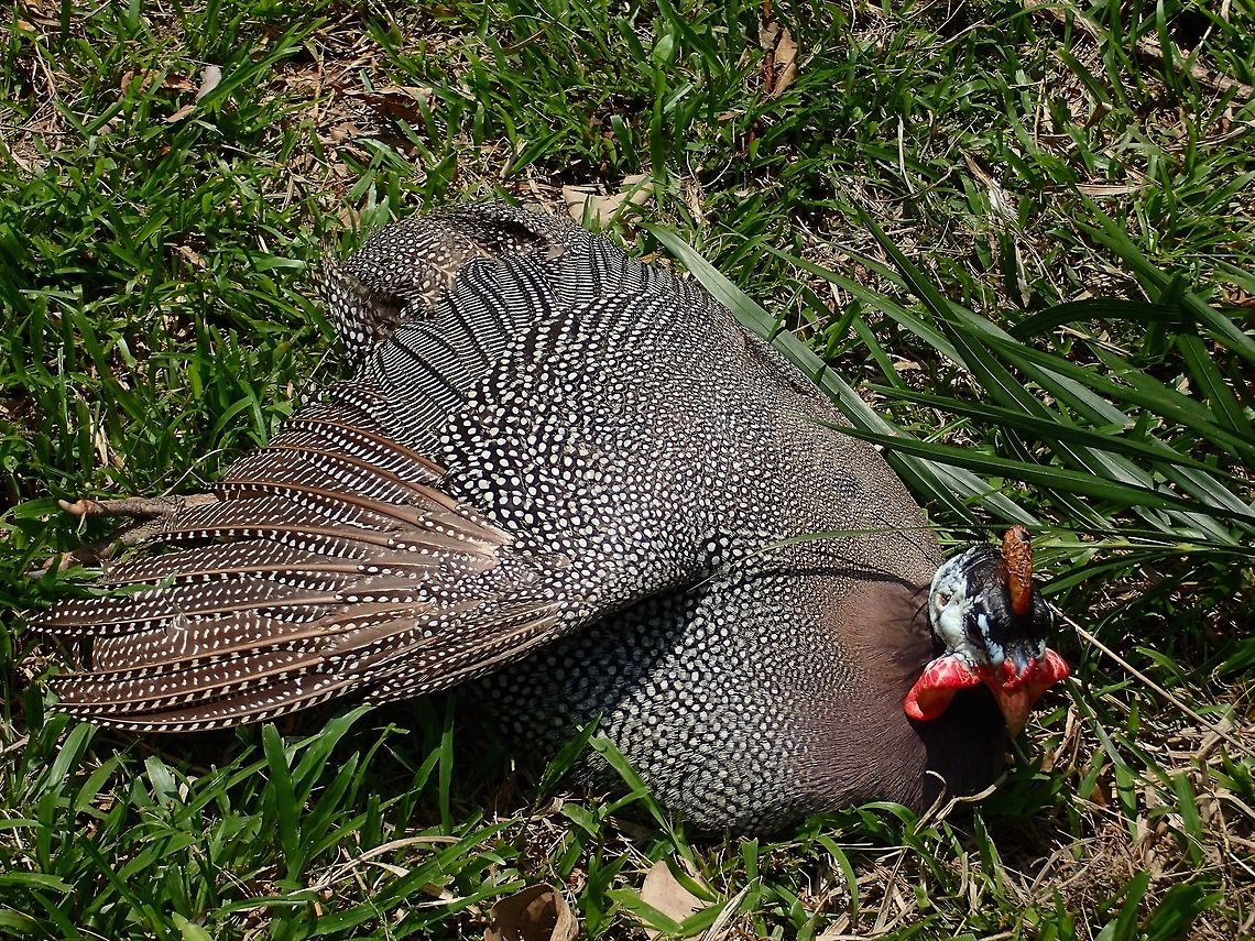 Helmeted Guineafowl - Numida meleagris Helmeted Guineafowl - Numida meleagris, seen at KL Bird Park Bird,Geotagged,Guineafowl,Helmeted Guineafowl,Kuala Lumpur,Malaysia,Numida meleagris,Summer