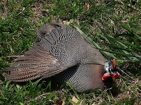 Helmeted Guineafowl - Numida meleagris Helmeted Guineafowl - Numida meleagris, seen at KL Bird Park Bird,Geotagged,Guineafowl,Helmeted Guineafowl,Kuala Lumpur,Malaysia,Numida meleagris,Summer