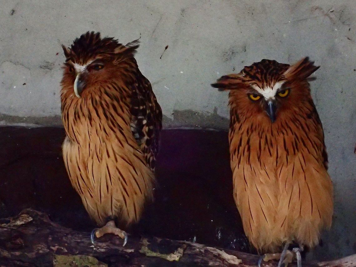 Buffy Fish Owl - Ketupa ketupu Buffy Fish Owl - Ketupa ketupu, seen at KL Bird Park Bird,Buffy fish owl,Geotagged,Kuala Lumpur,Malaysia,Owl,Summer