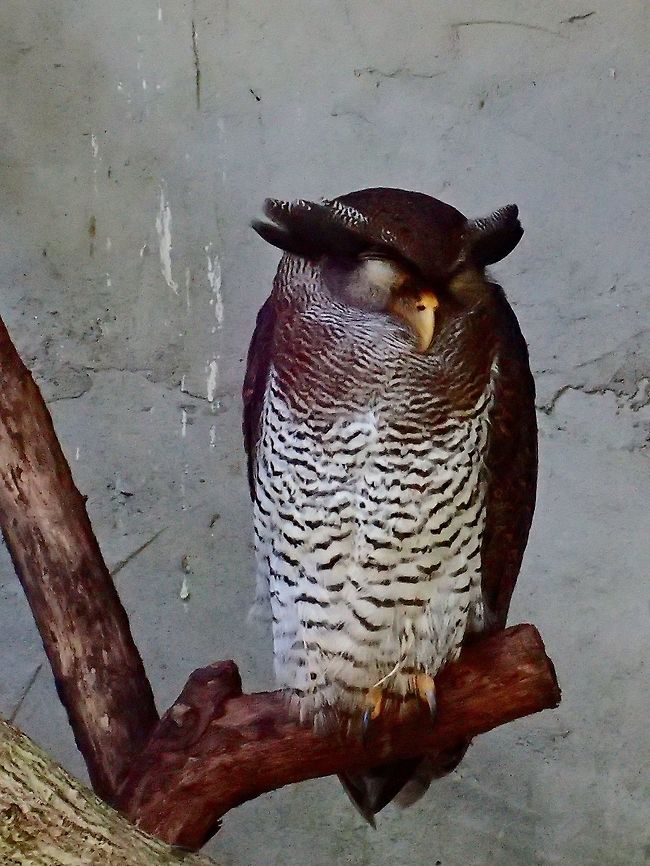 Barred/Malay Eagle Owl - Bubo sumatranus Barred/Malay Eagle Owl - Bubo sumatranus, seen at KL Bird Park Barred eagle-owl,Bird,Eagle Owl,Geotagged,Kuala Lumpur,Malaysia,Owl,Summer,sumatranus