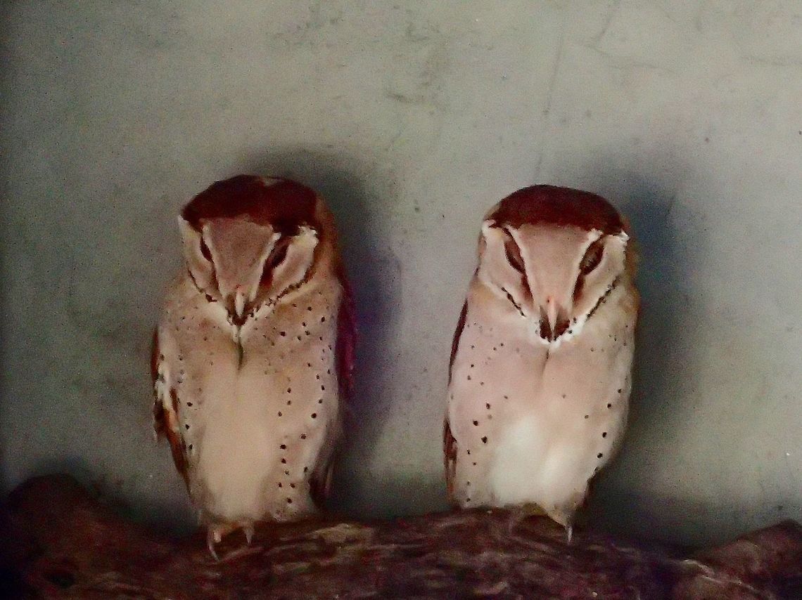 Oriental Bay Owl - Phodilus badius Oriental Bay Owl - Phodilus badius, seen at KL Bird Park Bird,Geotagged,Kuala Lumpur,Malaysia,Oriental bay owl,Owl,Phodilus badius,Summer