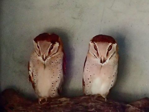 Oriental Bay Owl - Phodilus badius Oriental Bay Owl - Phodilus badius, seen at KL Bird Park Bird,Geotagged,Kuala Lumpur,Malaysia,Oriental bay owl,Owl,Phodilus badius,Summer