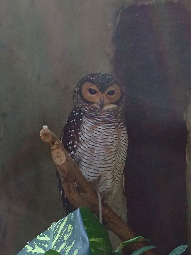 Spotted Wood Owl - Strix seloputo Spotted Wood Owl - Strix seloputo, seen at KL Bird Park Bird,Geotagged,Kuala Lumpur,Malaysia,Owl,Spotted wood owl,Strix seloputo,Summer