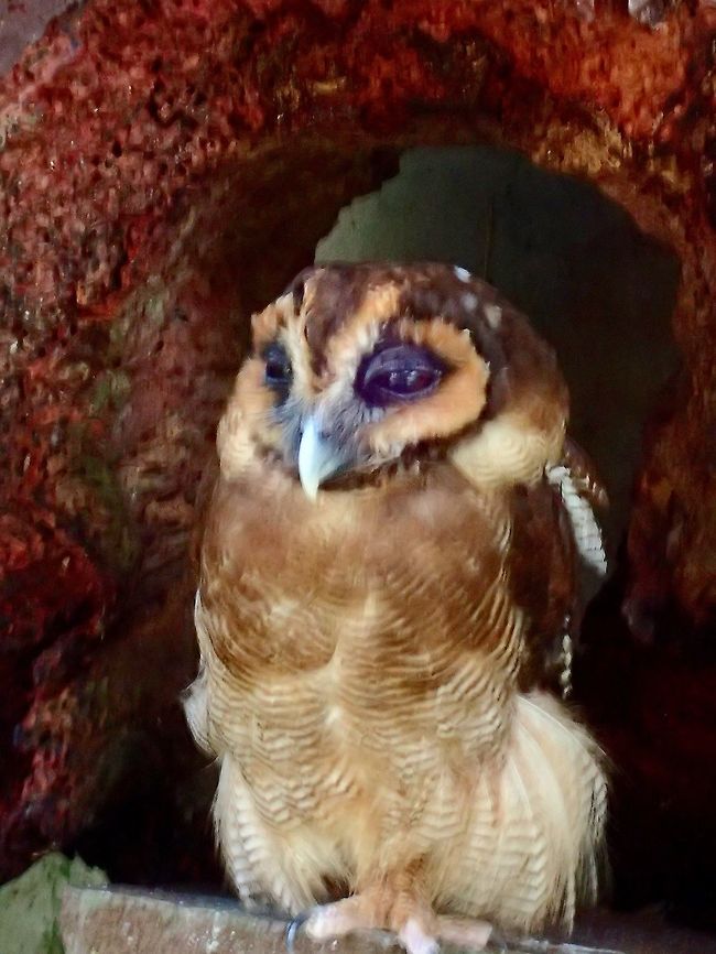 Brown Wood Owl - Strix leptogrammica Brown Wood Owl - Strix leptogrammica, seen at KL Bird Park Bird,Brown Wood Owl,Geotagged,Kuala Lumpur,Malaysia,Owl,Strix leptogrammica,Summer