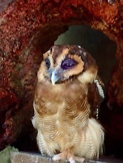 Brown Wood Owl - Strix leptogrammica Brown Wood Owl - Strix leptogrammica, seen at KL Bird Park Bird,Brown Wood Owl,Geotagged,Kuala Lumpur,Malaysia,Owl,Strix leptogrammica,Summer