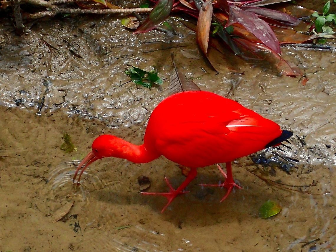 Scarlet ibis - Eudocimus ruber Scarlet ibis - Eudocimus ruber, seen at KL Bird Park Bird,Eudocimus ruber,Geotagged,Ibis,Kuala Lumpur,Malaysia,Scarlet Ibis,Summer