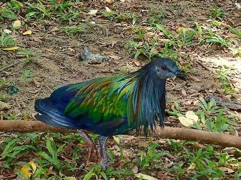 Nicobar Pigeon - Caloenas nicobarica Nicobar Pigeon - Caloenas nicobarica, seen at KL Bird Park Bird,Caloenas nicobarica,Geotagged,Kuala Lumpur,Malaysia,Nicobar Pigeon,Pigeon,Summer