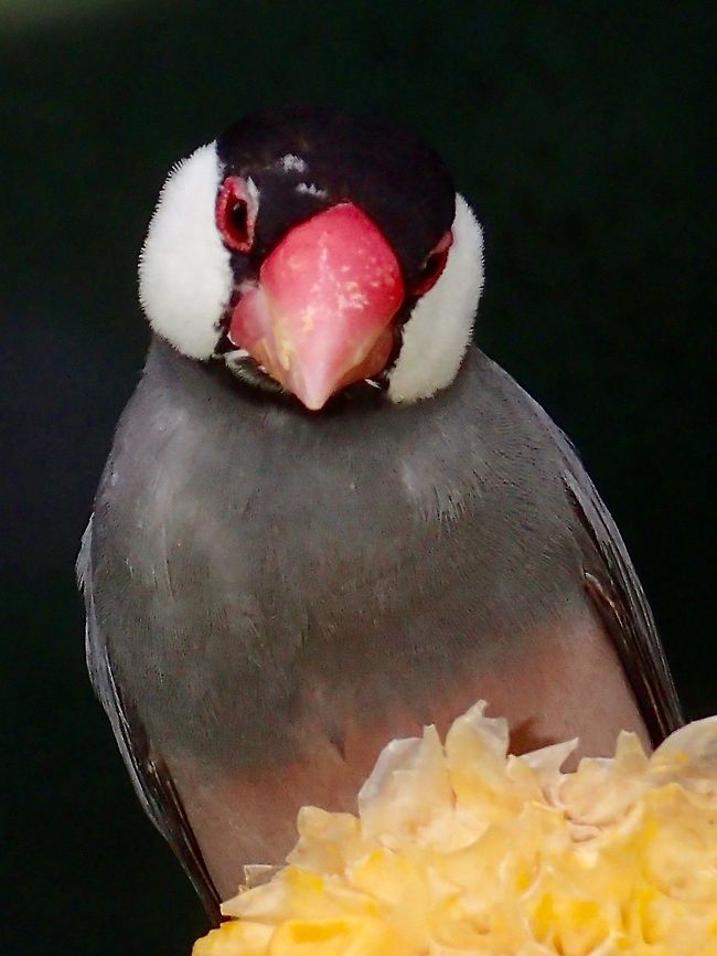Bird Seen at KL Bird Park Bird,Geotagged,Java sparrow,Kuala Lumpur,Lonchura oryzivora,Malaysia,Summer