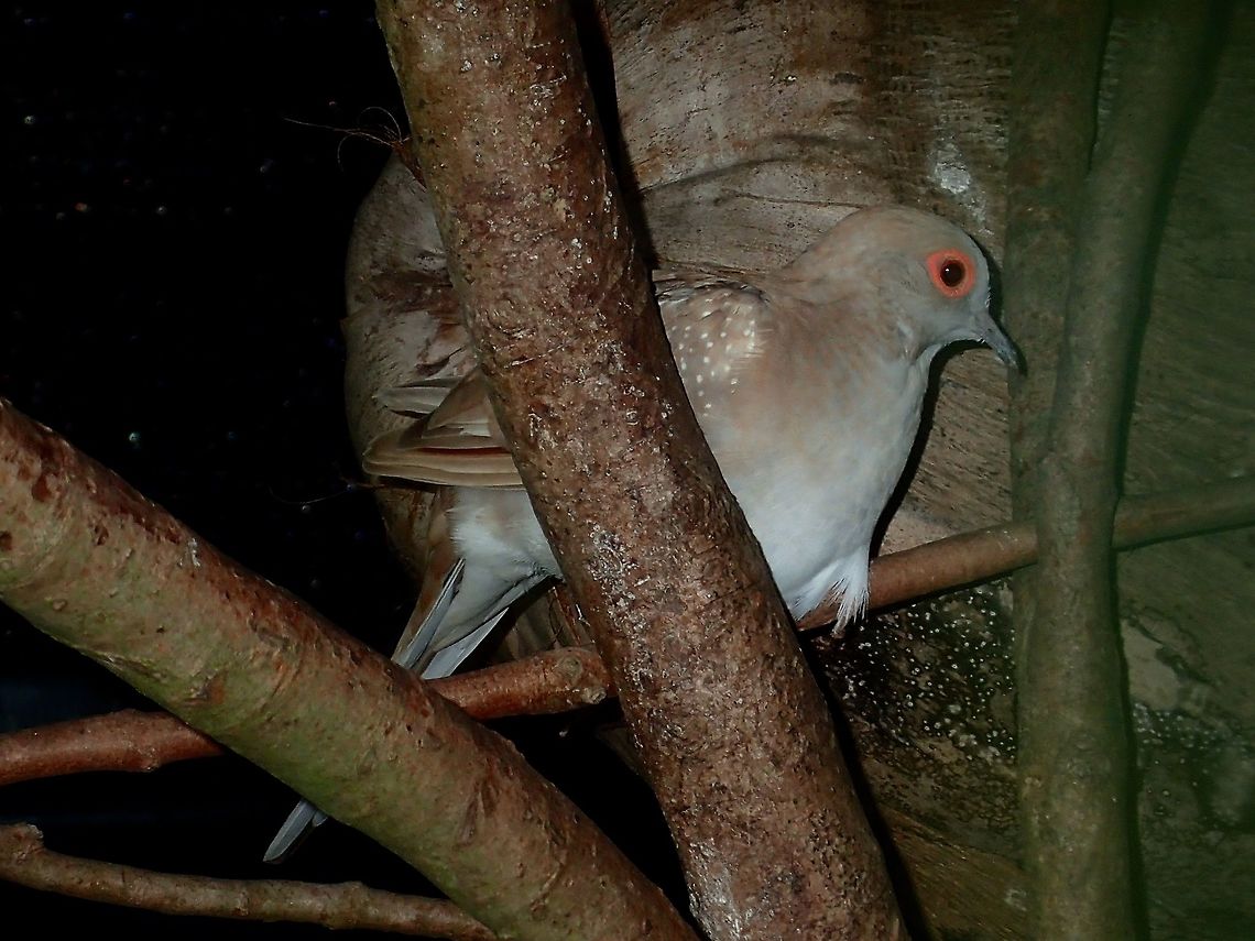 Diamond Dove - Geopelia cuneata Diamond Dove - Geopelia cuneata, seen at KL Bird Park Bird,Diamond dove,Dove,Geopelia cuneata,Geotagged,Kuala Lumpur,Malaysia,Summer