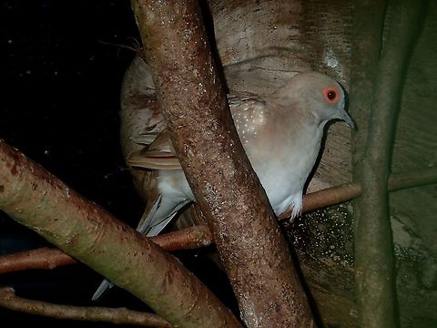 Diamond Dove - Geopelia cuneata Diamond Dove - Geopelia cuneata, seen at KL Bird Park Bird,Diamond dove,Dove,Geopelia cuneata,Geotagged,Kuala Lumpur,Malaysia,Summer