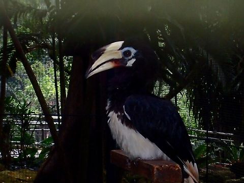 Oriental Pied Hornbill - Anthracoceros albirostris Oriental Pied Hornbill - Anthracoceros albirostris, seen at KL Bird Park Anthracoceros albirostris,Bird,Geotagged,Hornbill,Kuala Lumpur,Malaysia,Oriental Pied Hornbill,Summer