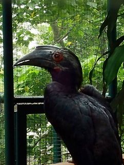 Female Asian Black Hornbill - Anthracoceros malayanus Female Asian Black Hornbill - Anthracoceros malayanus, seen at KL Bird Park Anthracoceros malayanus,Bird,Black Hornbill,Geotagged,Hornbill,Kuala Lumpur,Malaysia,Summer