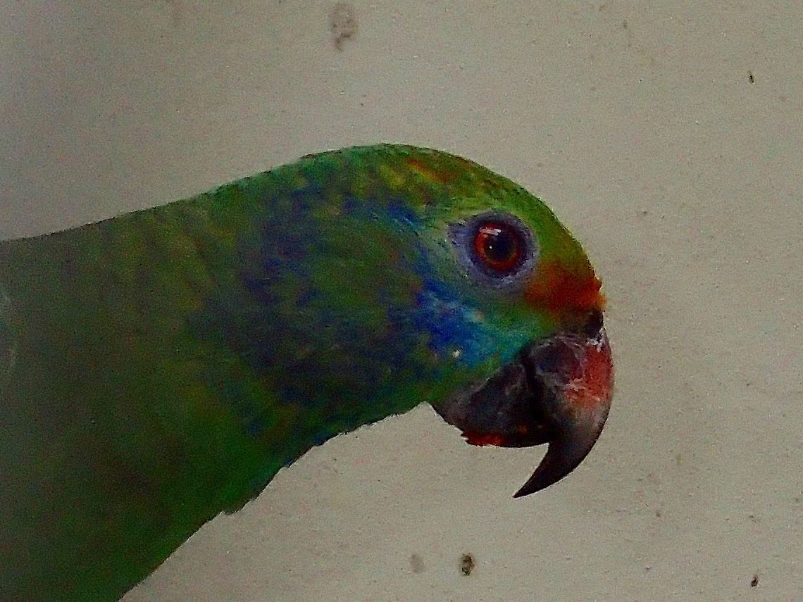 Blue-cheeked Amazon - Amazona dufresniana Blue-cheeked Amazon - Amazona dufresniana, seen at KL Bird Park Amazona dufresniana,Bird,Blue-cheeked Amazon,Geotagged,Kuala Lumpur,Malaysia,Summer