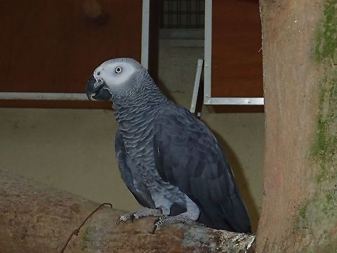 African Grey Parrot - Psittacus erithacus African Grey Parrot - Psittacus erithacus, seen at KL Bird Park African Grey Parrot,Bird,Geotagged,Kuala Lumpur,Malaysia,Parrot,Psittacus erithacus,Summer