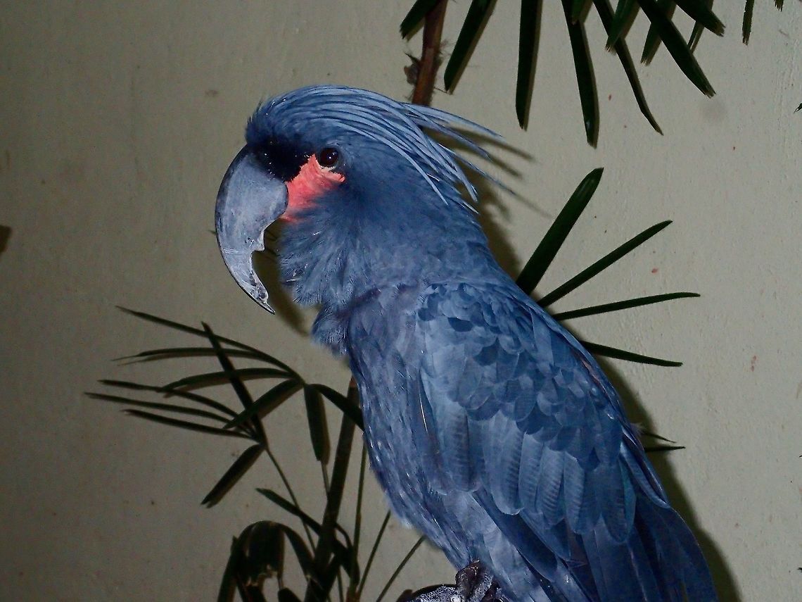 Palm Cockatoo - Probosciger aterrimus Palm Cockatoo - Probosciger aterrimus, seen at KL Bird Park Bird,Cockatoo,Geotagged,Kuala Lumpur,Malaysia,Palm Cockatoo,Parrot,Probosciger aterrimus,Summer