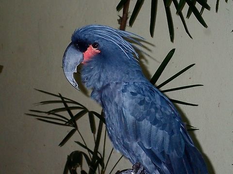 Palm Cockatoo - Probosciger aterrimus Palm Cockatoo - Probosciger aterrimus, seen at KL Bird Park Bird,Cockatoo,Geotagged,Kuala Lumpur,Malaysia,Palm Cockatoo,Parrot,Probosciger aterrimus,Summer