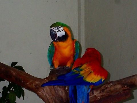 Red-and-green Macaw - Ara chloropterus Red-and-green Macaw - Ara chloropterus, seen at KL Bird Park Ara ararauna,Ara macao,Bird,Geotagged,Kuala Lumpur,Macaw,Malaysia,Scarlet Macaw,Summer,blue-and-yellow macaw