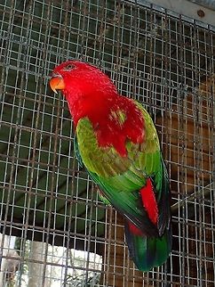 Chattering Lory - Lorius garrulus Chattering Lory - Lorius garrulus, seen at KL Bird Park Bird,Chattering Lory,Geotagged,Kuala Lumpur,Lorius garrulus,Malaysia,Summer