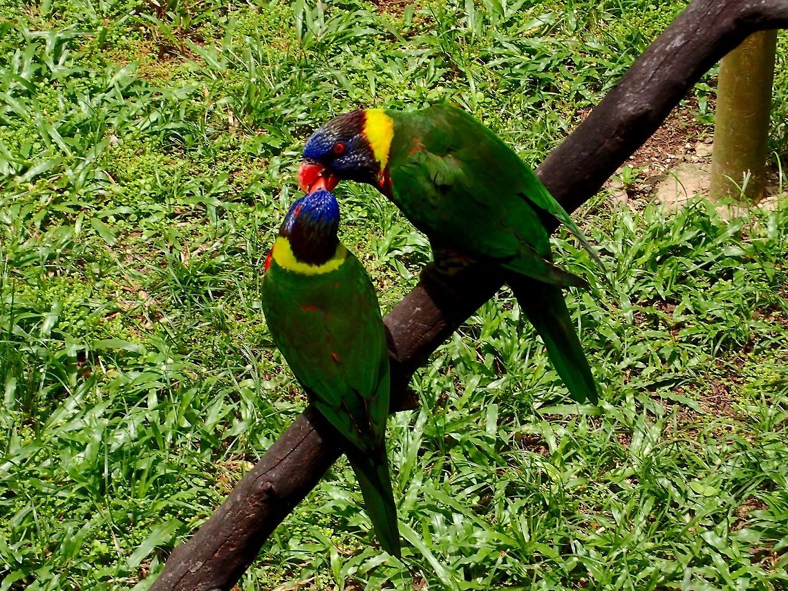 Yellow-streaked Lory - Chalcopsitta scintillata A pair of Yellow-streaked Lory - Chalcopsitta scintillata, seen at KL Bird Park Bird,Chalcopsitta scintillata,Geotagged,Kuala Lumpur,Malaysia,Summer,Yellowish-streaked lory
